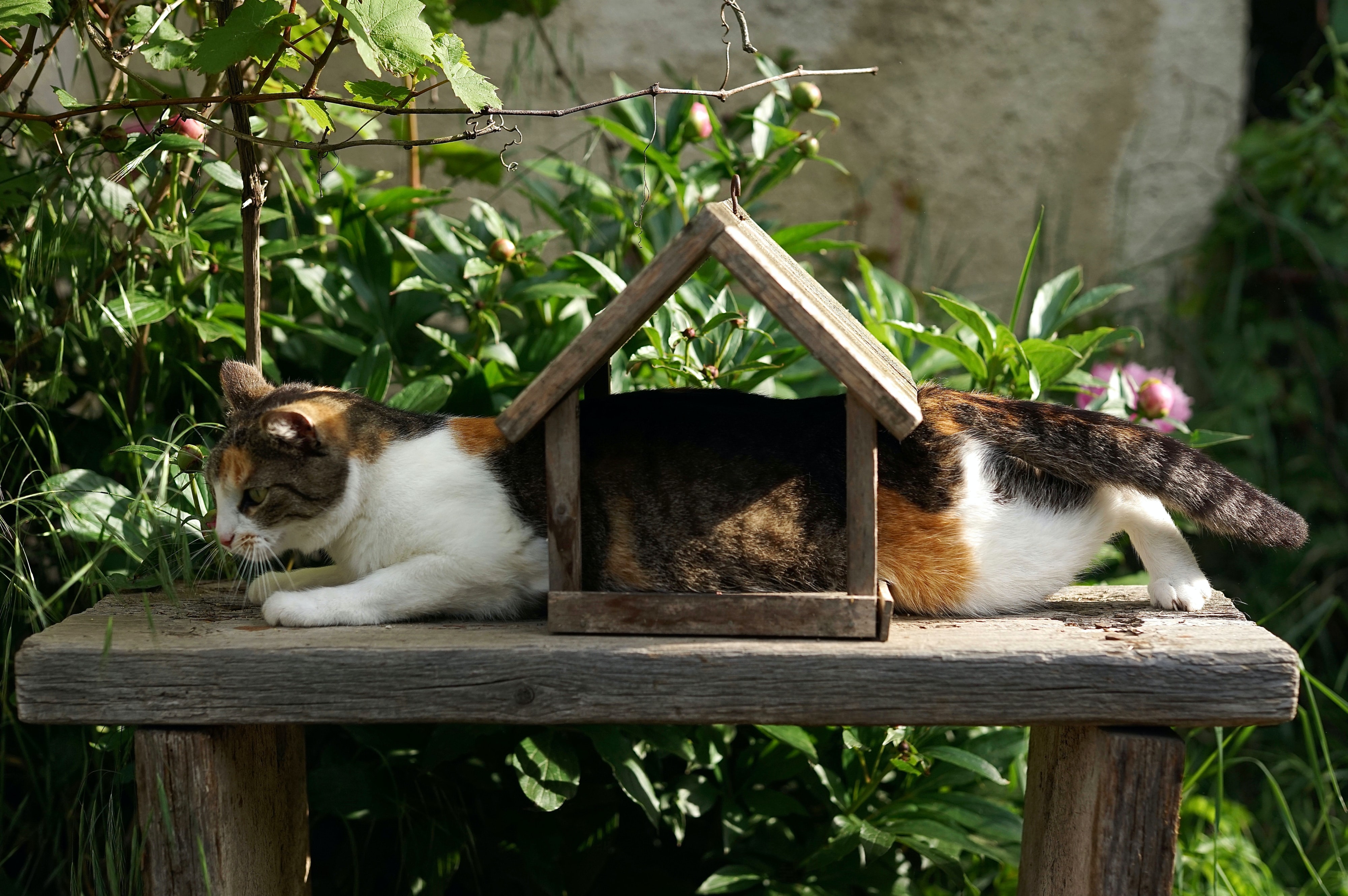 2 Cat Stuck in a Birdhouse